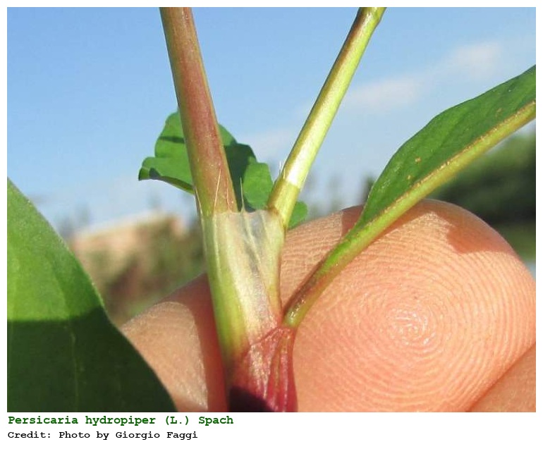 Persicaria hydropiper (L.) Spach